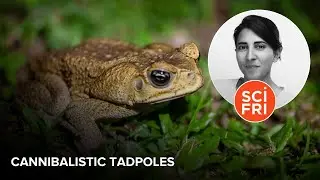 How Cannibalistic Tadpoles Could Curb Invasive Cane Toads