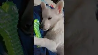 princess snow white 😍 #dogshorts #pets #ytshorts #funnyvideo #love #song