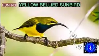 YELLOW BELLIED SUNBIRD aka OLIVE-BACKED SUNBIRD SOUND CALLS #huntsman_ph