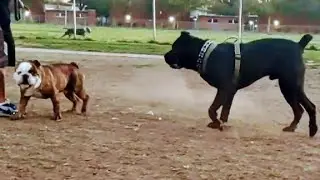 English Bulldog Charges Cane Corso At Dog Park