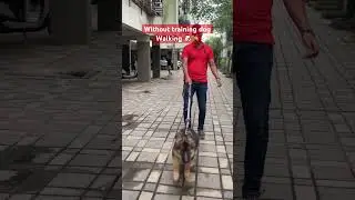Walking dog || leash pulling dog #dog #dogtraining #walkingdog #leashtraining #mrmax