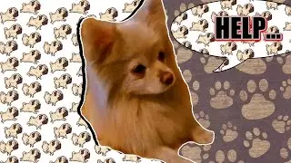 У НАС ПОЯВИЛАСЬ СОБАКА !?