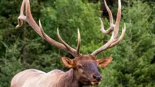Elk Bull Aggression Rising for the Rut