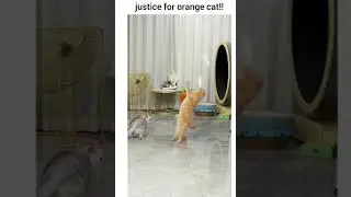 justice for orange cat...:-)