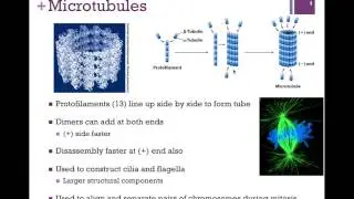 030-Tubulin & Microtubules