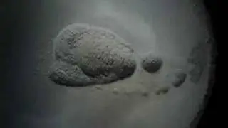 cymatics convection spiral.