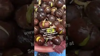 #macadamia #nature www.rudraagronursery.com, Macadamia Nut Seeds Grow easy at home, :- 9637804575