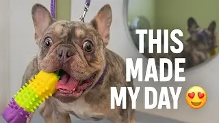 French Bulldog ASMR Grooming | No Talking, Natural Sounds