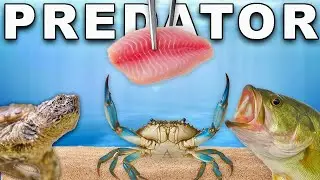 Feeding All of my Predators (Tilapia)