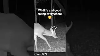 game camera catches good eating wildlife #viral #deerhunting #shortvideo #hunting #wildhog #shorts