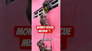 Миссия по спасению обезьян 🐒