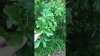 Water oak leaf variation