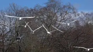 Black-Headed Gulls hovering
