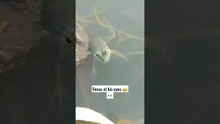 Focus at his eyes 👀😂#photography #frog #shortvideo