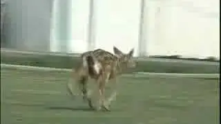 Six Legged Deer found in Rome, Ga