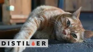 Meet the Cats Working at Your Favorite Distilleries | Distiller