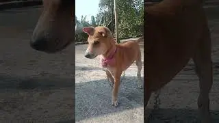 Dog #sound