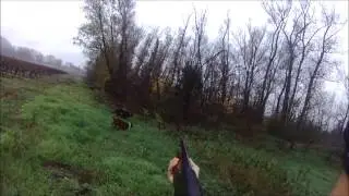 Chasse au faisan 2012 tir d'un faisan