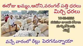 Adoni Cotton Rate & Warangal Mirchi Update | పత్తి అమ్మాలా? ఆగాలా? | Today Market Report