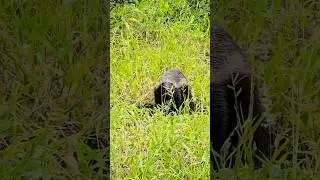 Honey Badger Digging for Food: Incredible Sighting in Kruger National Park #wildlife #safari