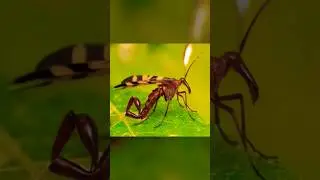 ScorpionFly 😨 #shorts #facts #animalfacts