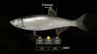 RF4 - Trophy Shemaya - 638g