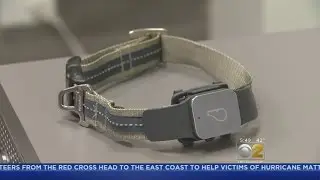 Pet Owners Use Fitness Trackers To Track Their Dog's Health