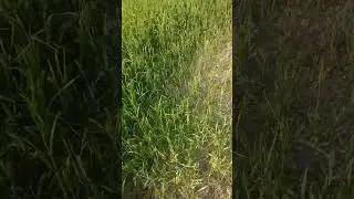 Mini Vlog #viral #trading