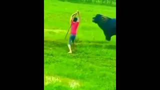 buffalo fight