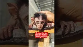 How spoiled and adorable the baby monkey mocci is #monkey #babymonkey #shortvideo #short #shorts