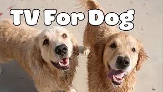 [NO ADS] Virtual Dog Walking Music and Videos Help Calm Dogs