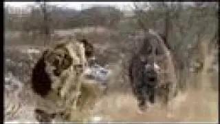 Neanderthal vs woolly rhino BBC -2017