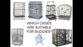 which cages are suitable for budgies?  pros and cons