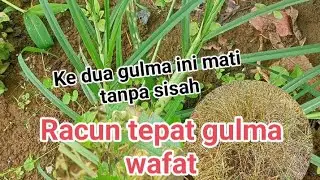 Review seminggu setelah penyemprotan gulma