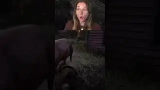 THE COWS IN THIS GAME HATE ME