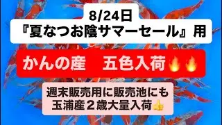【五色ファン待望】かんの産の五色をサマーセール用に入荷しました★ @成田養魚園　2025.08.01  