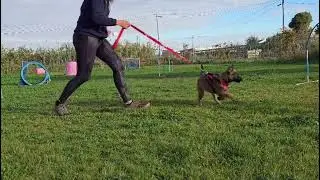 Arrow 2,5 mois ,préparatin ring en méthode positive