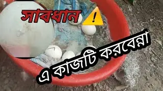 রাজহাঁসের ডিমের ২৮ তম দিনে হ্যাচিং শুরু হয়ে গেছে সাবধান হ্যাচিং এর সময় এই ভুলটি করবেন্নাswan.rajhash