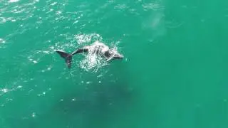 Whales in Hermanus - Hermanus Whale Festival October 2016