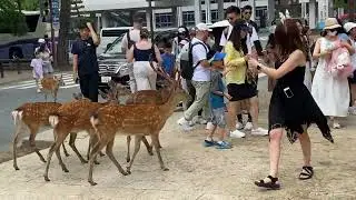 Away In Japan 2025 Day 10 -Visiting Nara Park - 02/07/2025