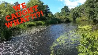 Creek Fishing...we caught what?!?! CRAZY!  Exploring small creeks with BIG results!