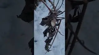 sunchokes or jerusalim artichoke identification in winter for survival food and wild edible forage