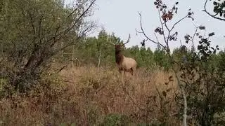 6x6 ID Bull Elk Mike Passed up at 25 yds