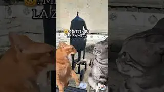 Gatti che litigano #cat #funny #shortsfeed #catshorts #gatti