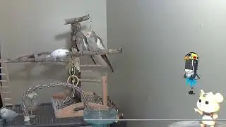 R2D2 Parakeet Training Live