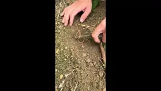 Digging sweet potatoes, gifts from nature, full harvest immersive experience of cutting vegetables,