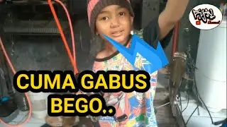 mancing ikan broso - gabus males
