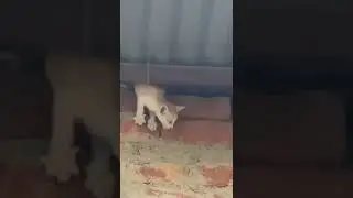 poor cat baby can't go out | mother cat kills her kitten