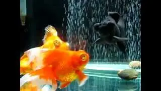 Three Butterflies and One Veiltail Goldfish