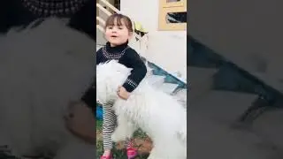 Pawri hori hai | little Dananeer mobeen pawri girl #shorts #youtubeshorts